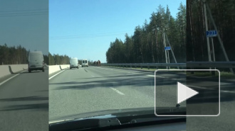 Петербургские водители: на Приозерском шоссе разгуливает табун лошадей